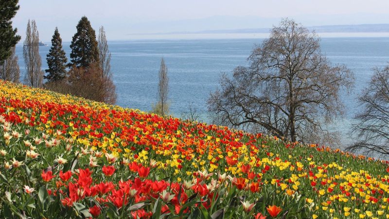 Viaggiamo ETLI Costanza e l’isola di Mainau le meraviglie del lago