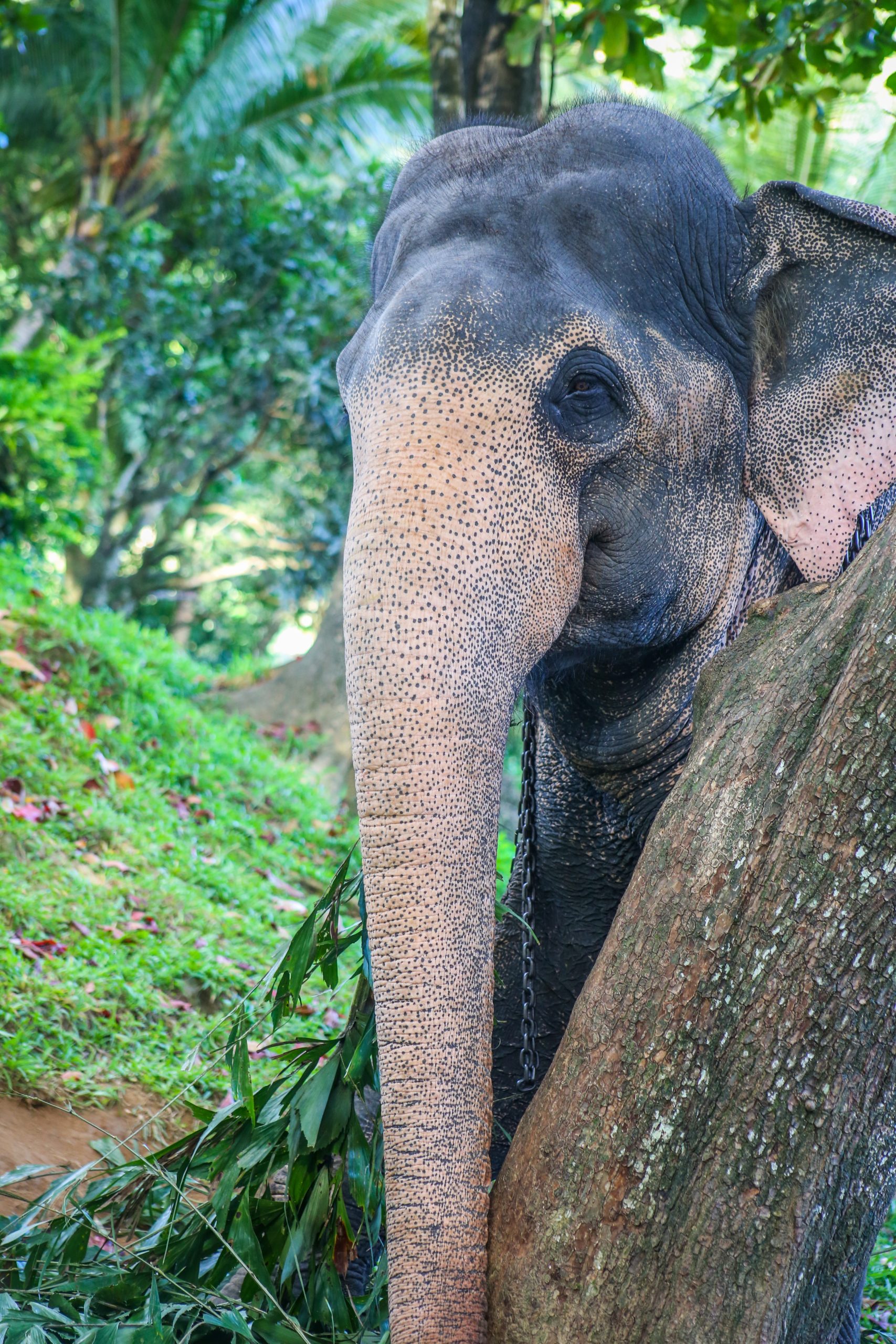 Thailandia ETLI 3